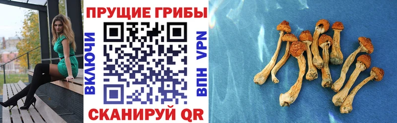 Галлюциногенные грибы Cubensis  наркошоп  Тамбов 