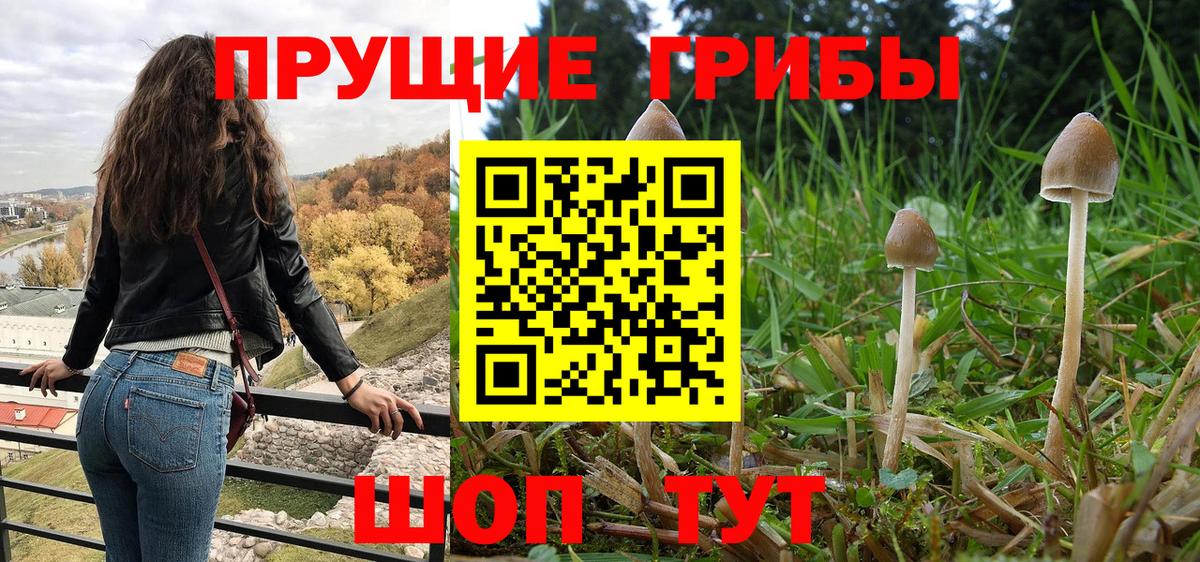 Псилоцибиновые грибы мухоморы Тамбов